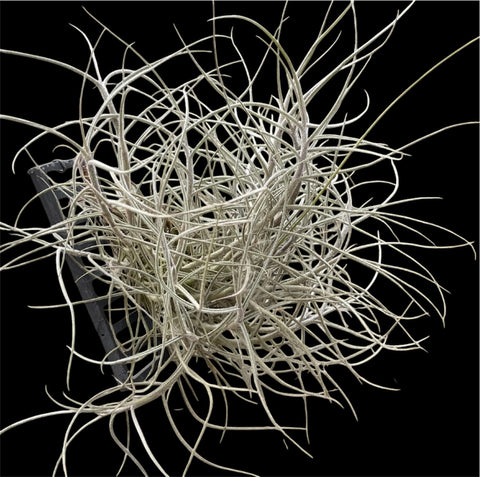 Tillandsia Mallemontii