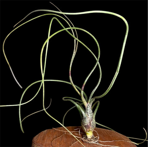 Tillandsia Butzii