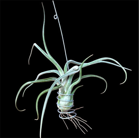 Tillandsia caput-medusae