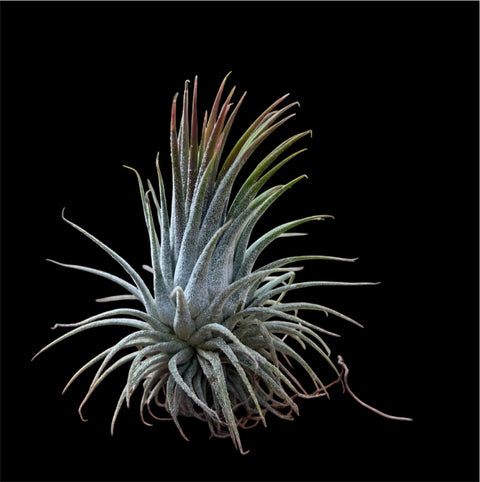 Tillandsia ionantha 'Rosita'