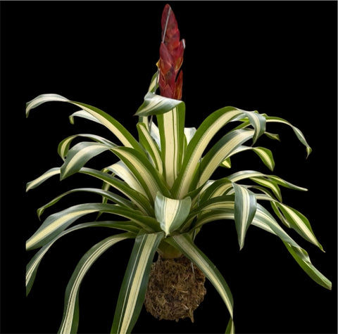 Vrisea sp. variegata