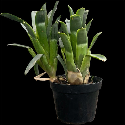 Quesnelia alvimii