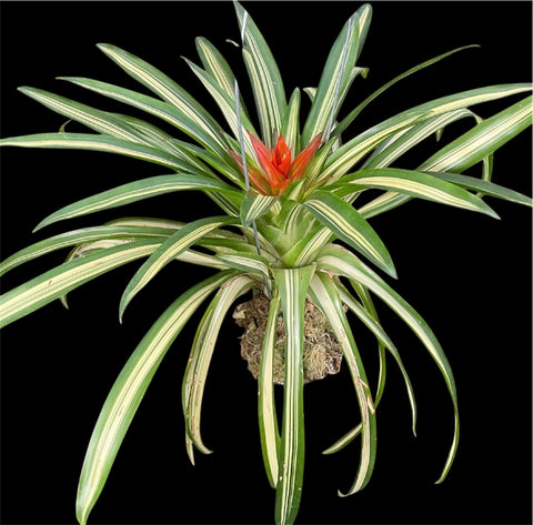 Guzmania lingutata variegata (espécie verdadeira)