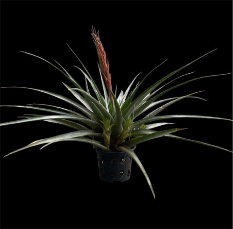 Tillandsia Boliviana