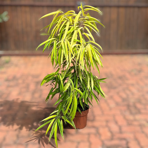 Ficus Alii Variegata (Ficus maclellandii)