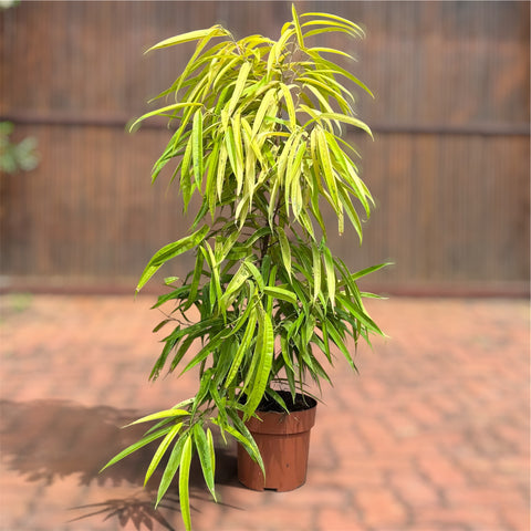 Ficus Alii Variegata (Ficus maclellandii)