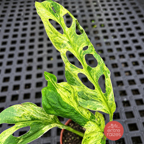 Monstera Adansonii
'Scrambled Eggs'
(Indonesian Marble)