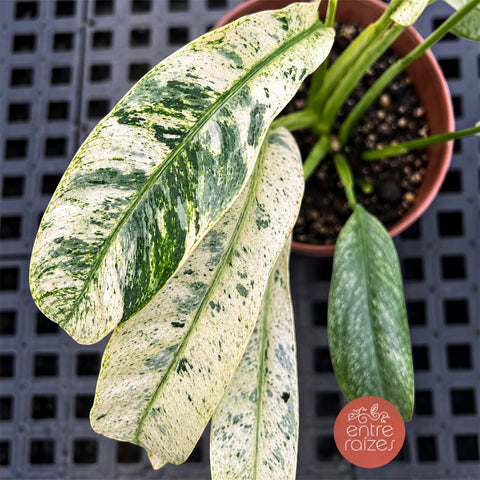 Epipremnum Giganteum 'Blizzard'