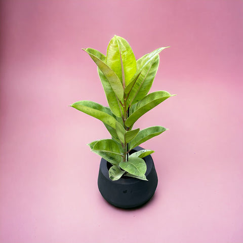 Ficus Shivereana + vaso bojuda