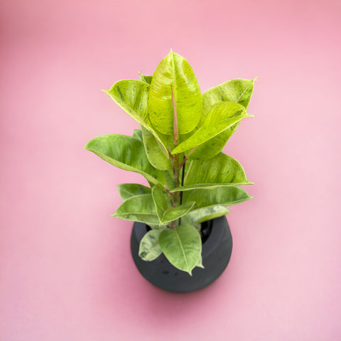 Ficus Shivereana + vaso bojuda