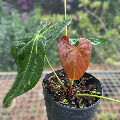 Anthurium x papillilaminum #3