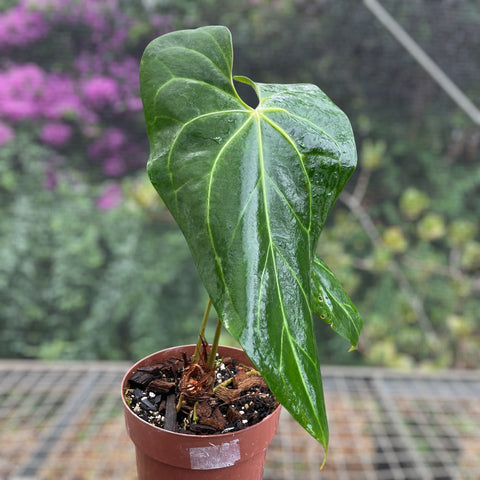 Anthurium x papillilaminum #6