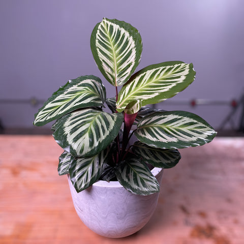 Calathea Cora + Vaso concept carrara