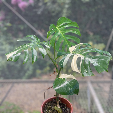 Monstera variegata #2