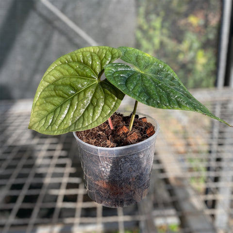 Anthurium Luxurians