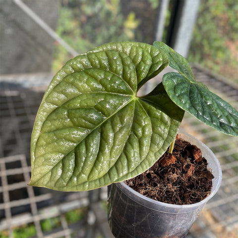 Anthurium Luxurians