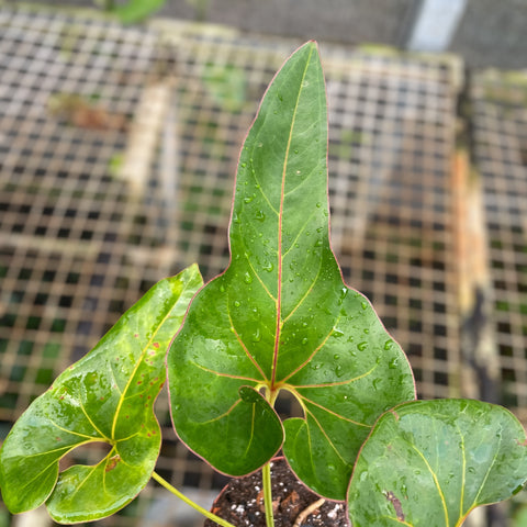 Anthurium brownii P