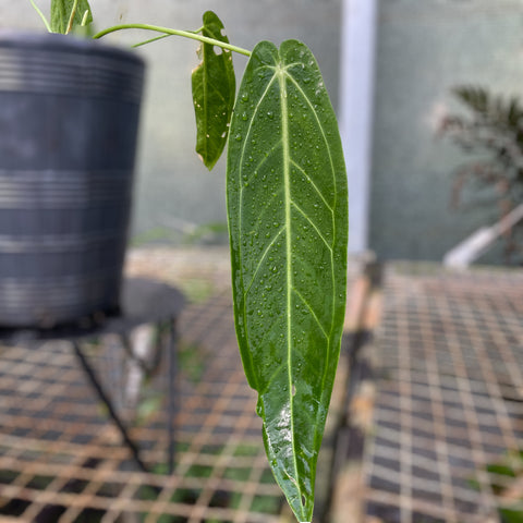 Anthurium warocqueanum