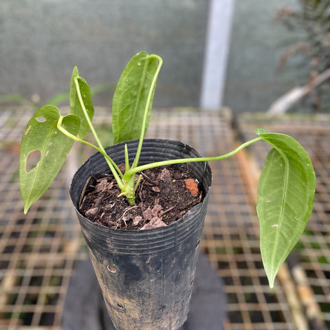 Anthurium warocqueanum P