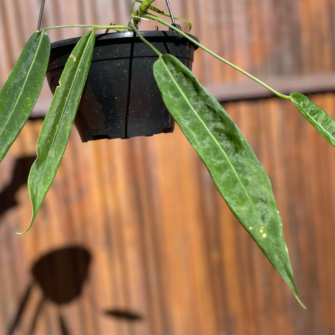 Anthurium pallidiflorum