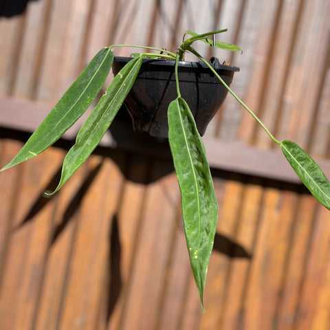 Anthurium pallidiflorum