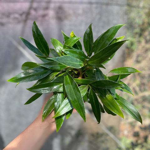 Philodendron 'Pin Cushion'