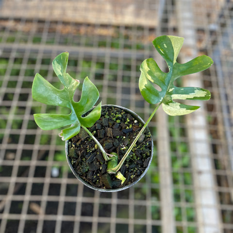 Rhaphidophora tetrasperma Variegata