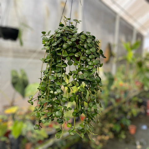 Peperomia 'Hope' (Peperomia tetraphylla)