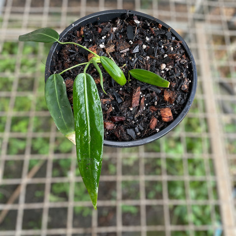 Anthurium pallidiflorum