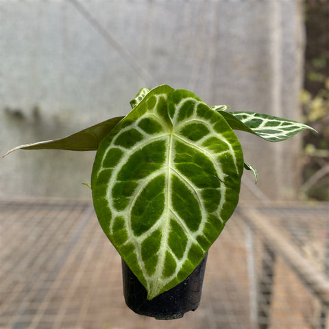 Anthurium Botanic - variação 02
