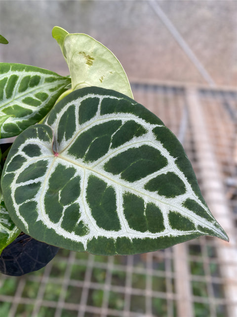 Anthurium Botanic - variação 02