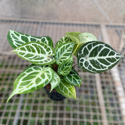 Anthurium Botanic - variação 02