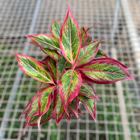 Aglaonema Siam Aurora 'flame'
