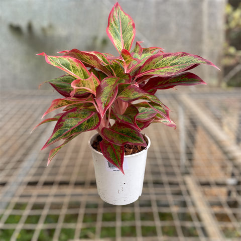 Aglaonema Siam Aurora 'flame'