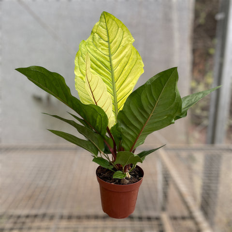 Anthurium Hookeri 'áurea'