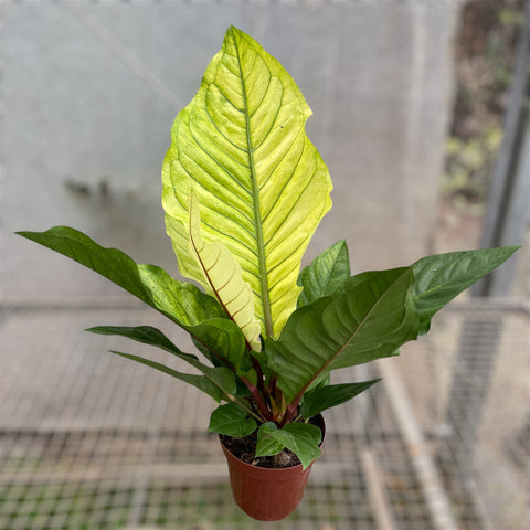 Anthurium Hookeri 'áurea'