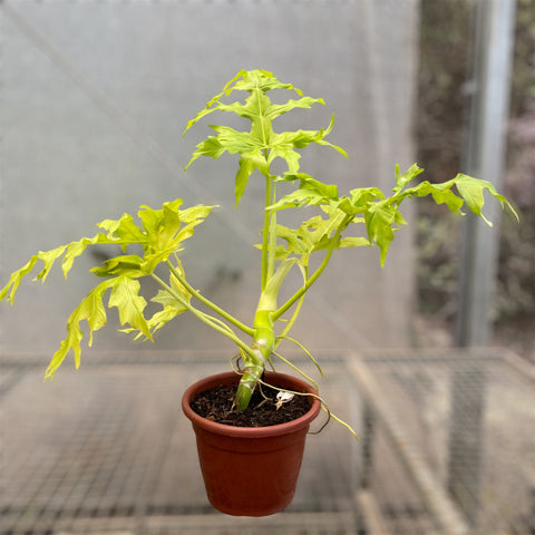 Philodendron Warscewiczii 'áurea'