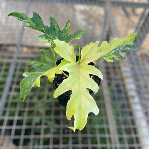 Guaimbé variegata