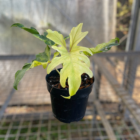 Guaimbé variegata