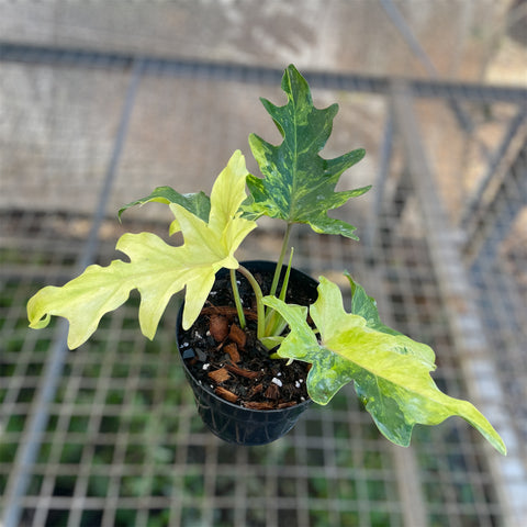 Guaimbé variegata