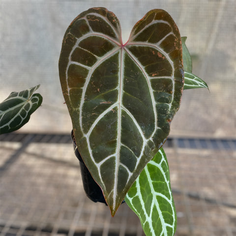 Anthurium Botanic - variação 06