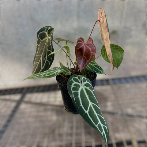 Anthurium Botanic - variação 06