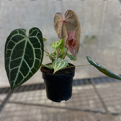Anthurium Botanic - variação 06