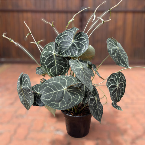 Anthurium clarinervium GIGANTE