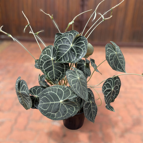 Anthurium clarinervium GIGANTE