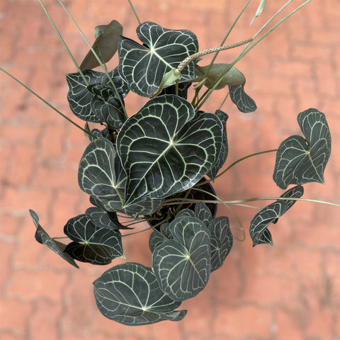 Anthurium clarinervium GIGANTE