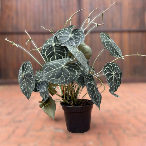 Anthurium clarinervium GIGANTE