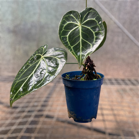 Anthurium clarinervium