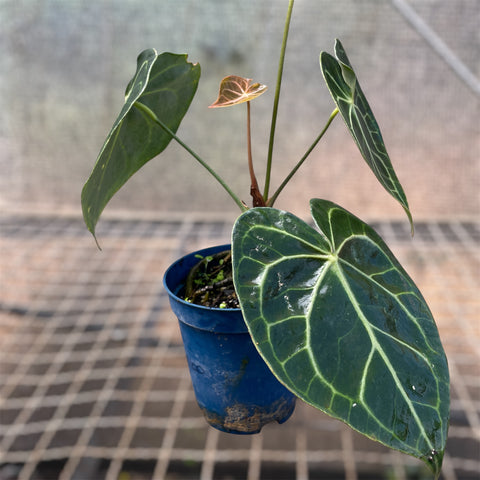 Anthurium clarinervium