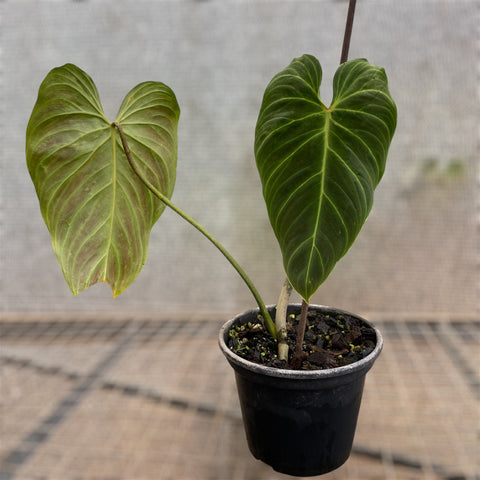 Philodedron 'splendid'